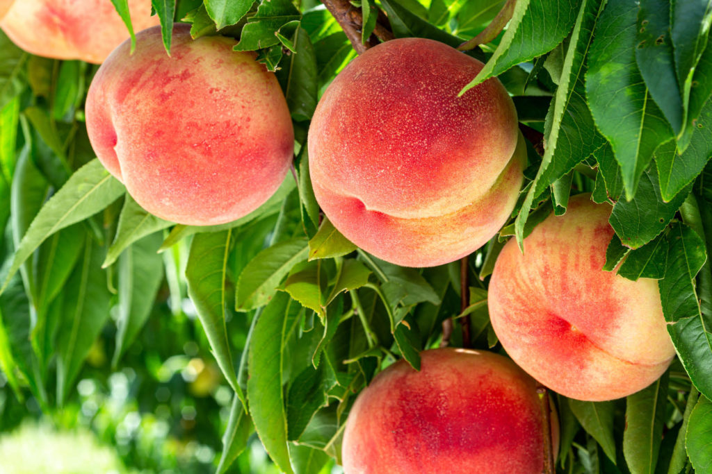 Global Pacific Food Group - Products, Stone Fruit