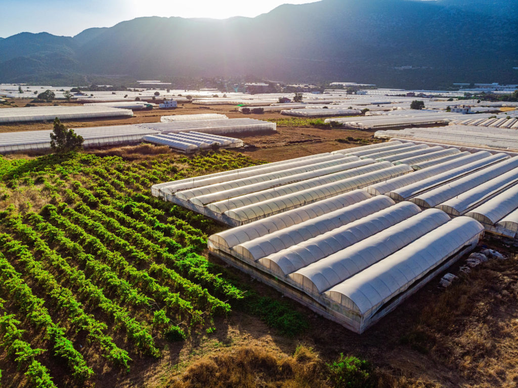 Global Pacific Food Group - A Global Network of Growers
